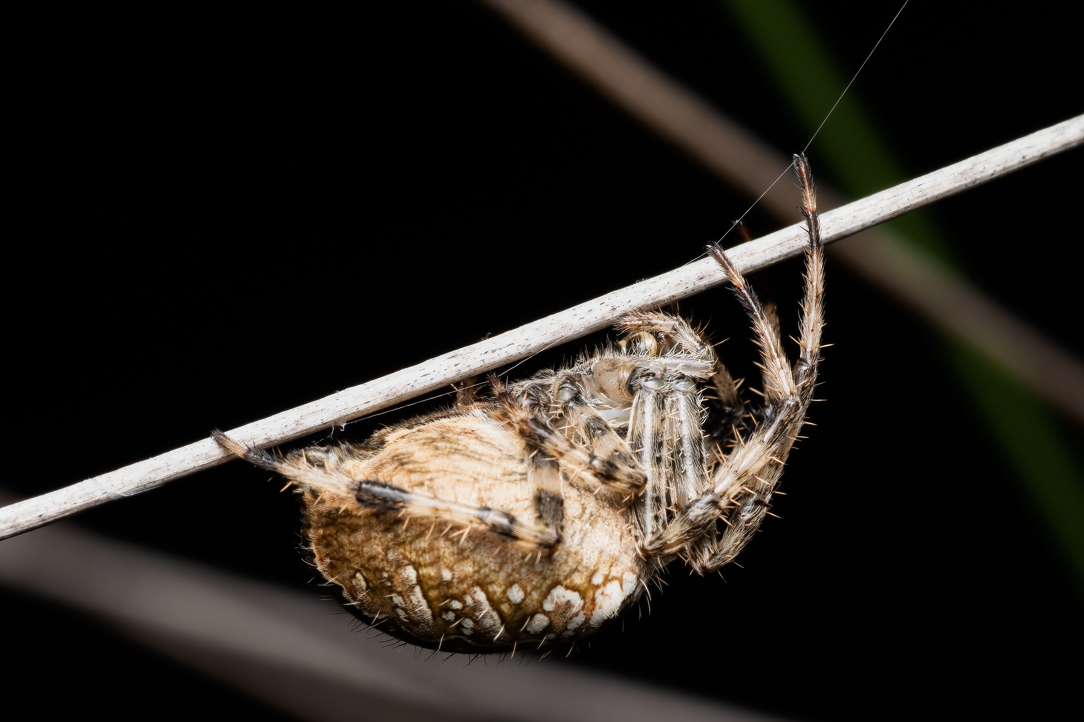 Close-Up of European Garden Spider in Valencia · Free Stock Photo