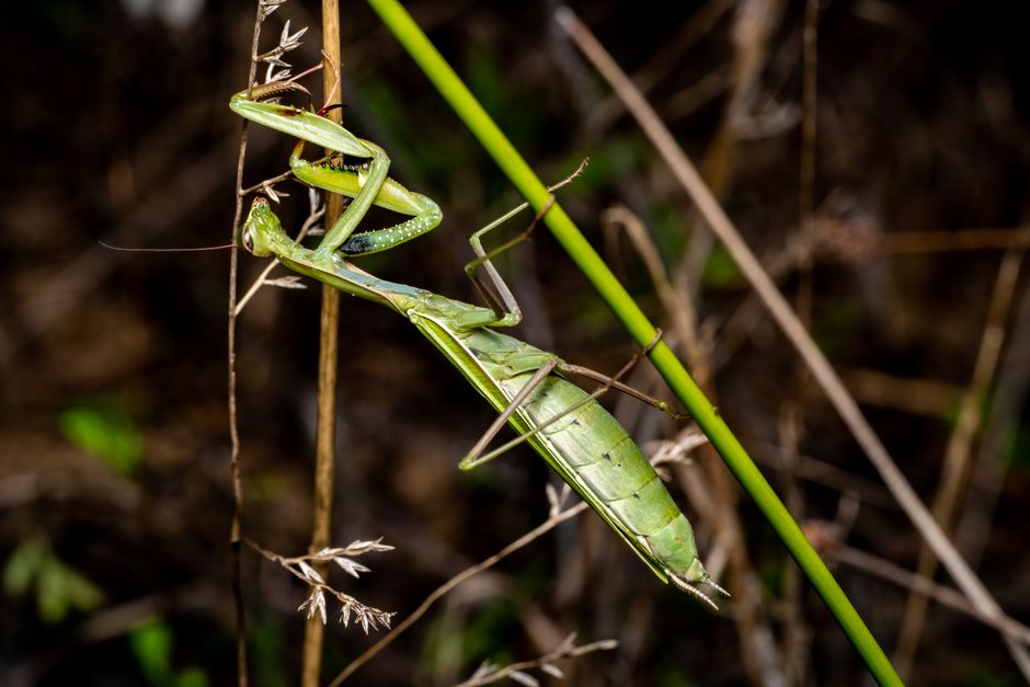 Fotomural Fotografía macro detallada de una mantis religiosa aferrada a la hierba en Valencia, España.