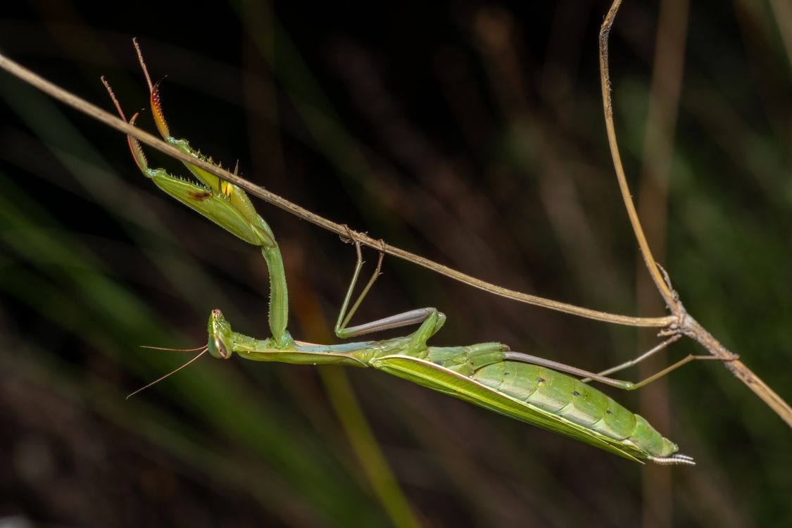 Macro Shot Of European Mantis In Valencia Free Stock Photo macro-shot-of-european-mantis-in-valencia-free-stock-photo