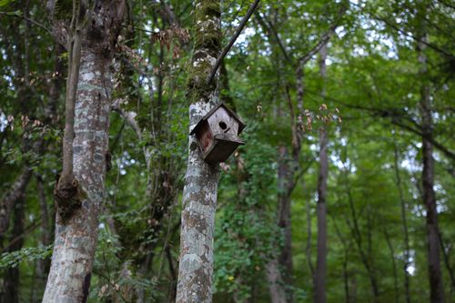 Free A quaint wooden birdhouse nestled in a vibrant green forest, surrounded by trees. Stock Photo