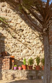 Planted border in dappled shade along a low stone wall — Sophie Kat on Pexels