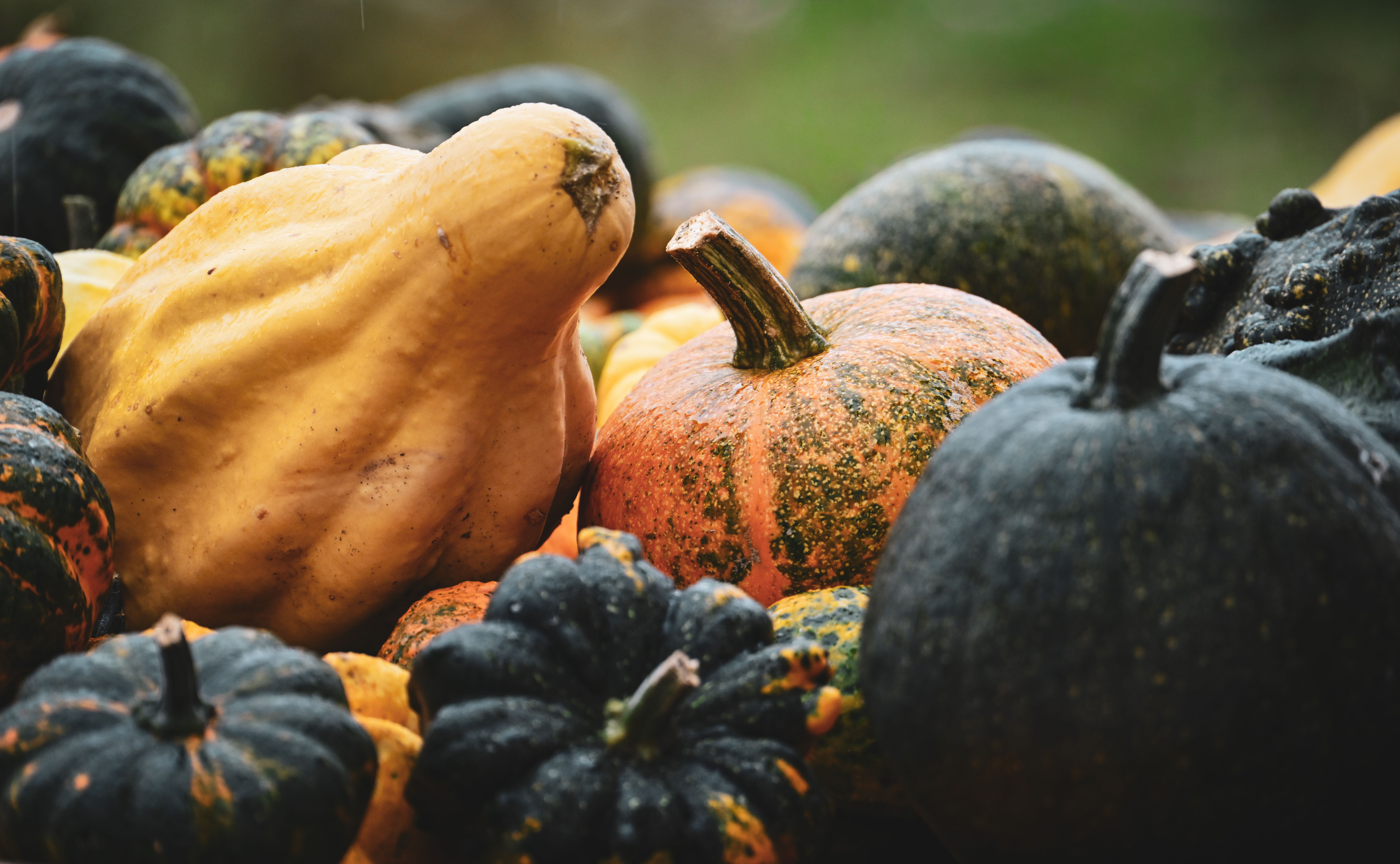 Colorful Autumn Harvest Display of Pumpkins · Free Stock Photo
