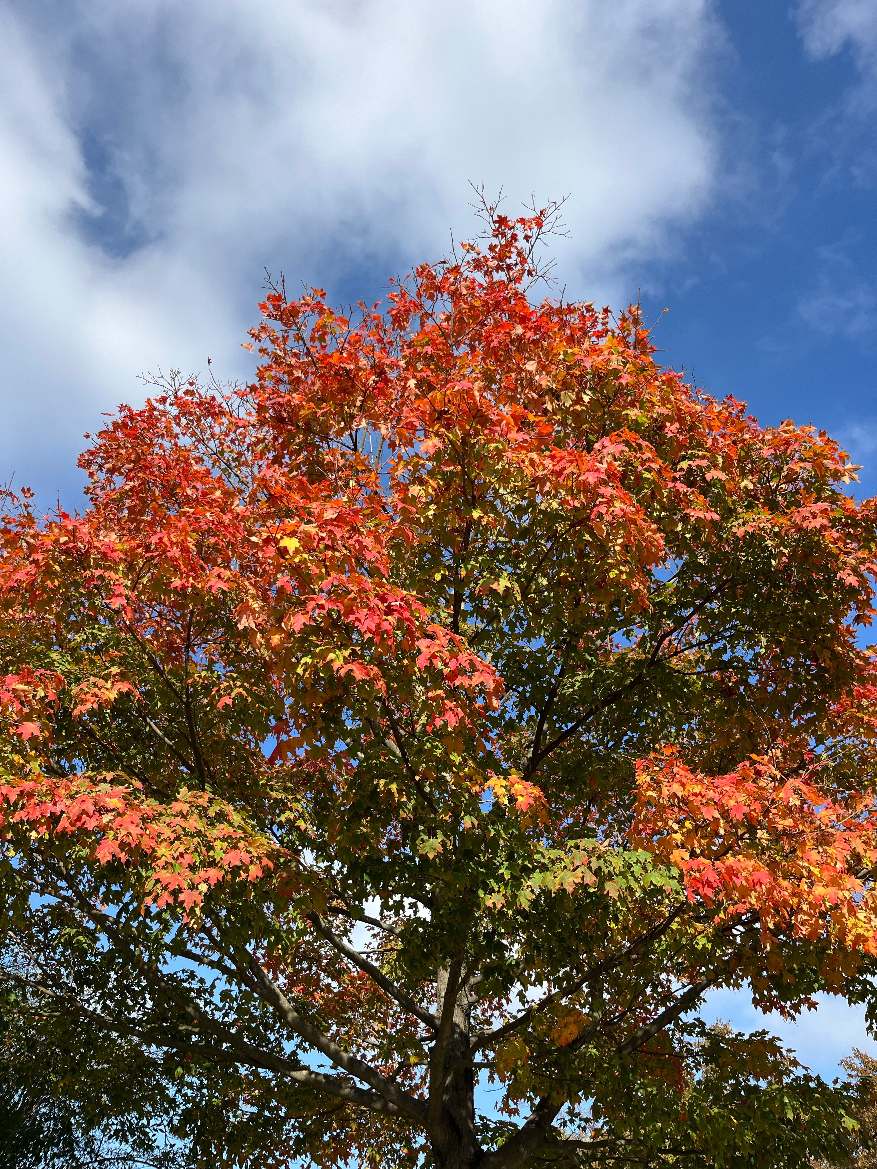 Vibrant Autumn Maple Tree in Paris · Free Stock Photo