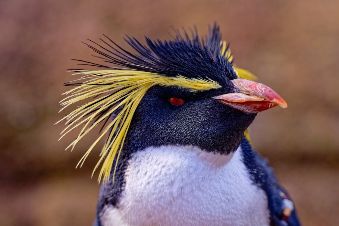 Close up Of A Vibrant Rockhopper Penguin Portrait Free Stock Photo close-up-of-a-vibrant-rockhopper-penguin-portrait-free-stock-photo