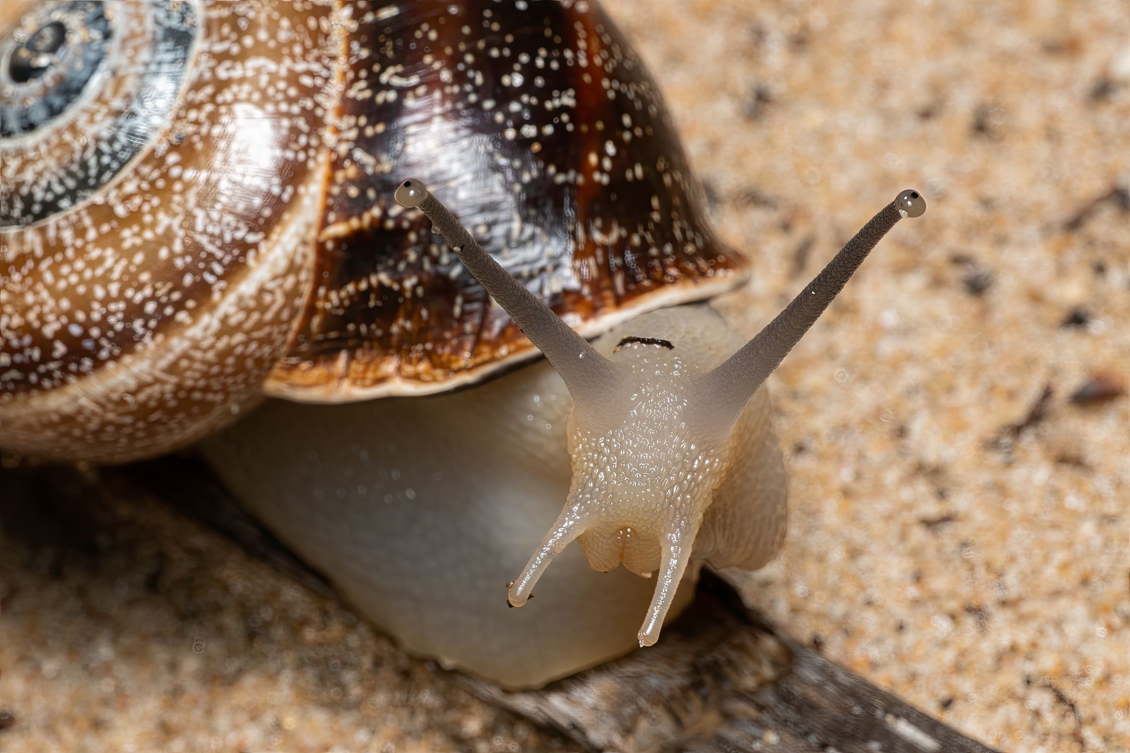 Snail Shot Close-up Macro Shot of Snail on Sand · Free Stock Photo