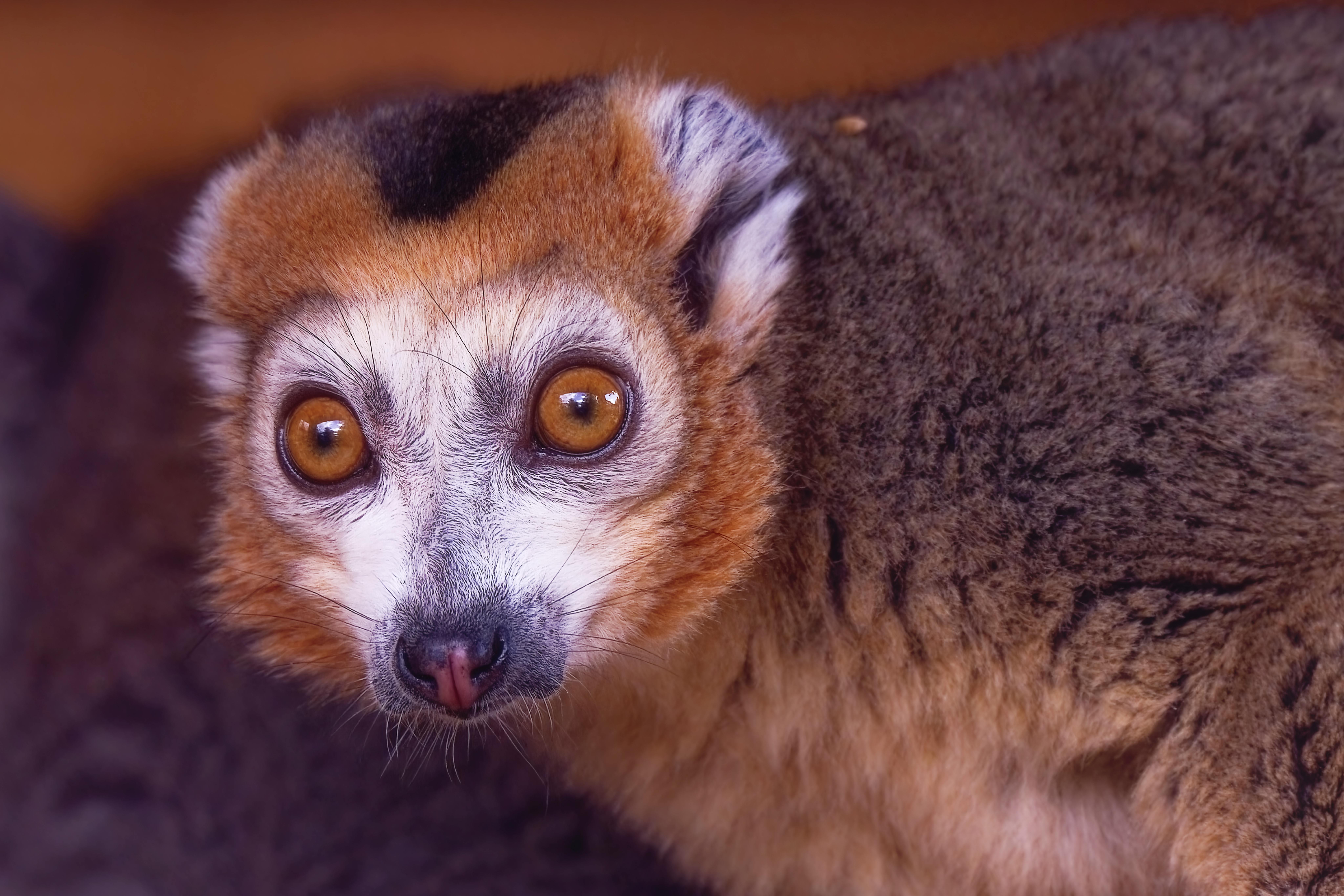 Are Neural Implants the Future of Human Evolution