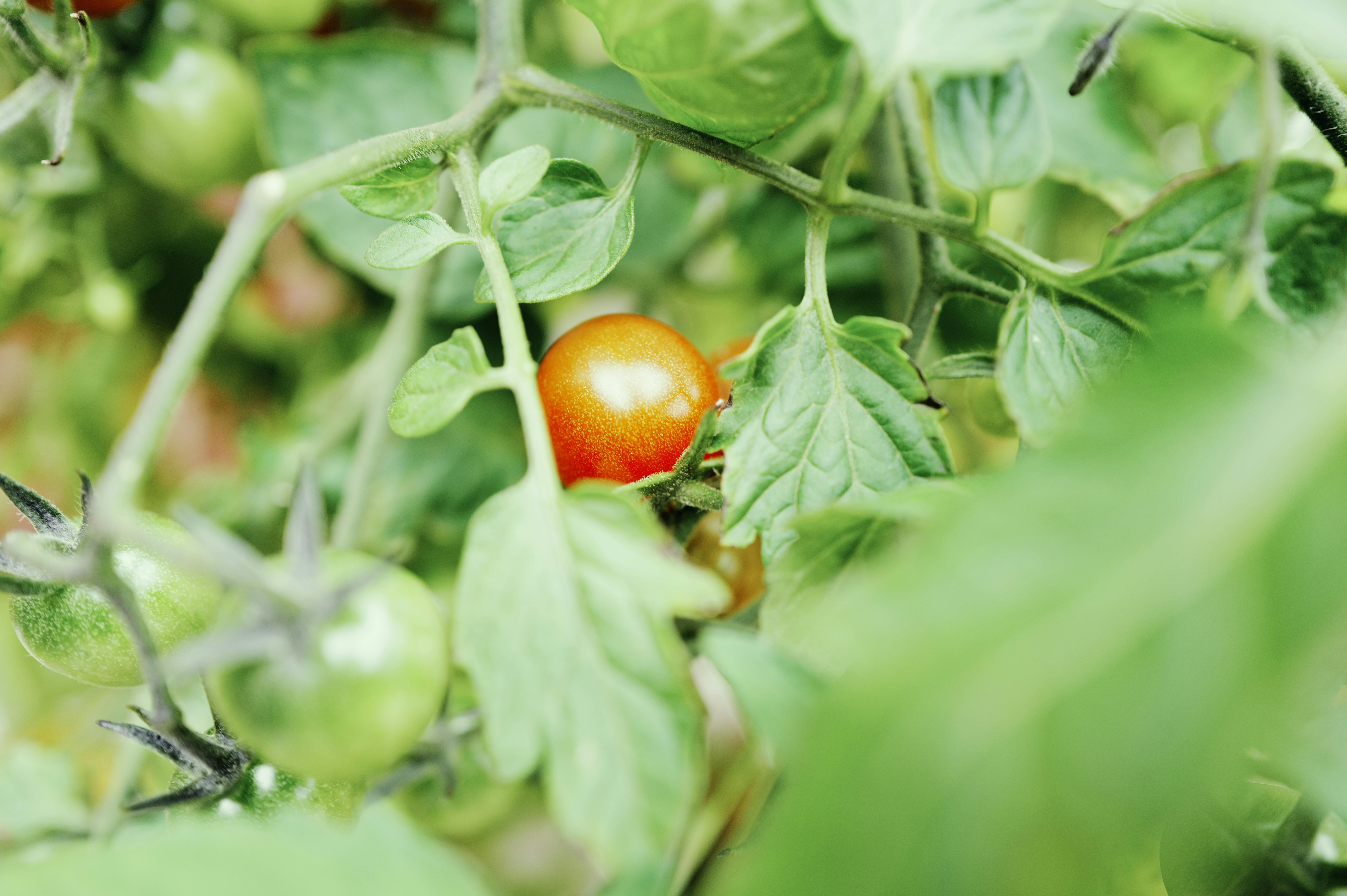 高雄國際食品展盛大開幕 無糖果醋系列成展會焦點