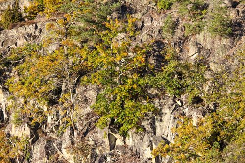 Free Vibrant autumn colors on rocky terrain with oak trees in Sweden. Stock Photo