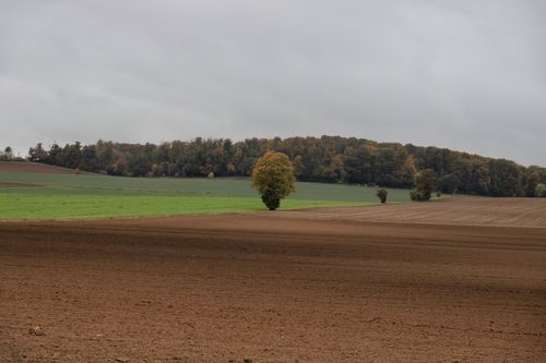 Free Scenic autumn landscape featuring vast fields and a single tree under a cloudy sky. Stock Photo