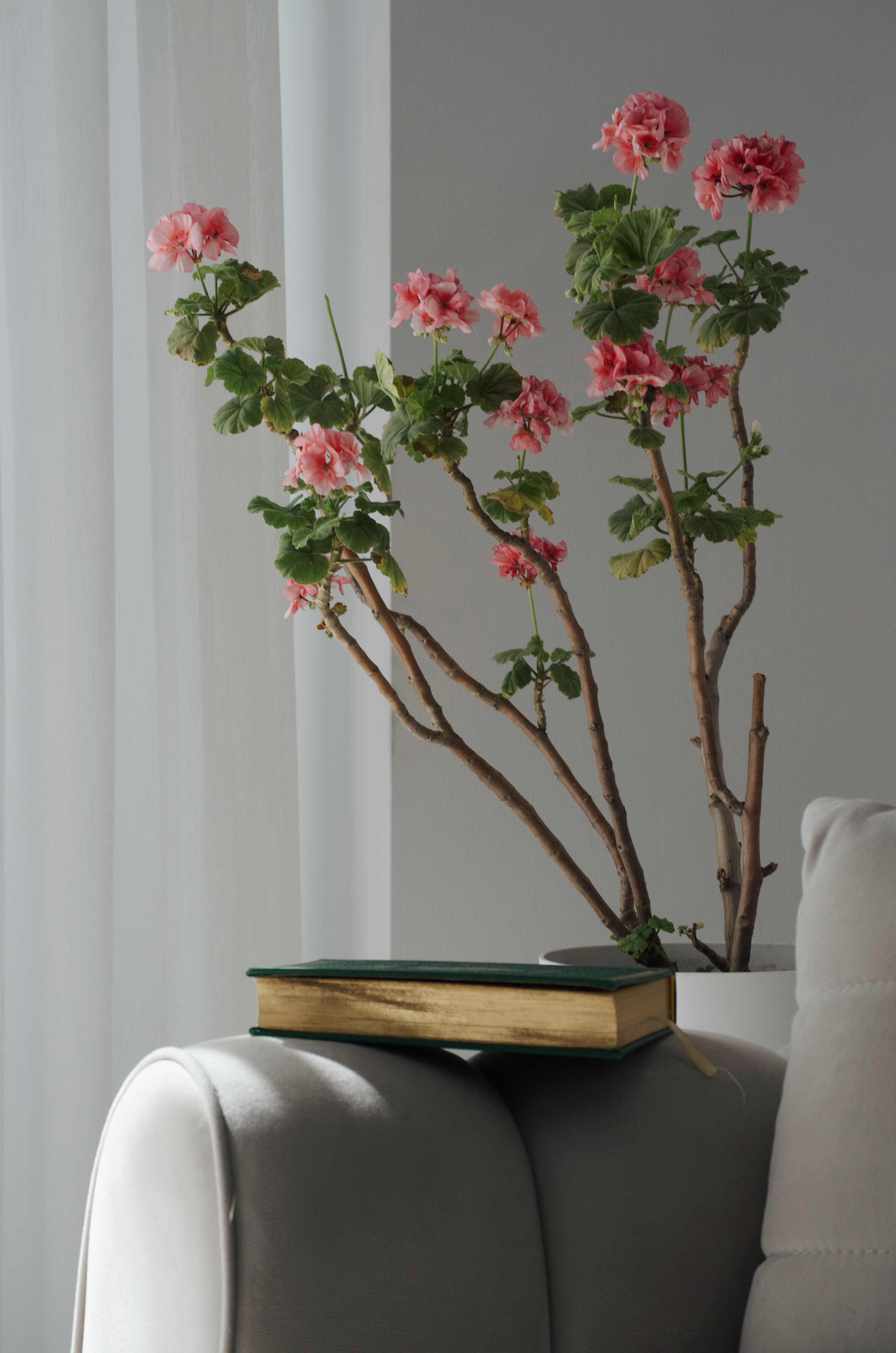 Elegant Interior with Pink Geraniums and Book · Free Stock Photo