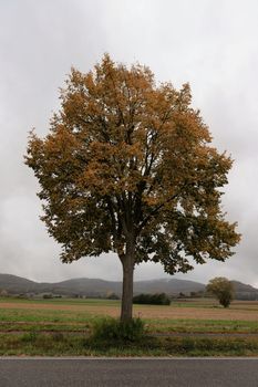 Majestic autumn tree with rust-colored leaves in a tranquil countryside scene under overcast skies.