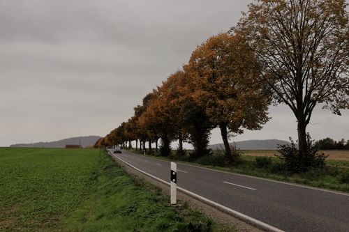 Free An empty country road lined with autumn trees under a cloudy sky. Stock Photo