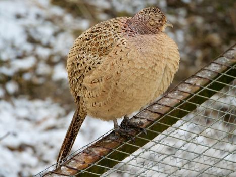 A pheasant standing on a wire fence in a snowy winter landscape in Staveley, England.
