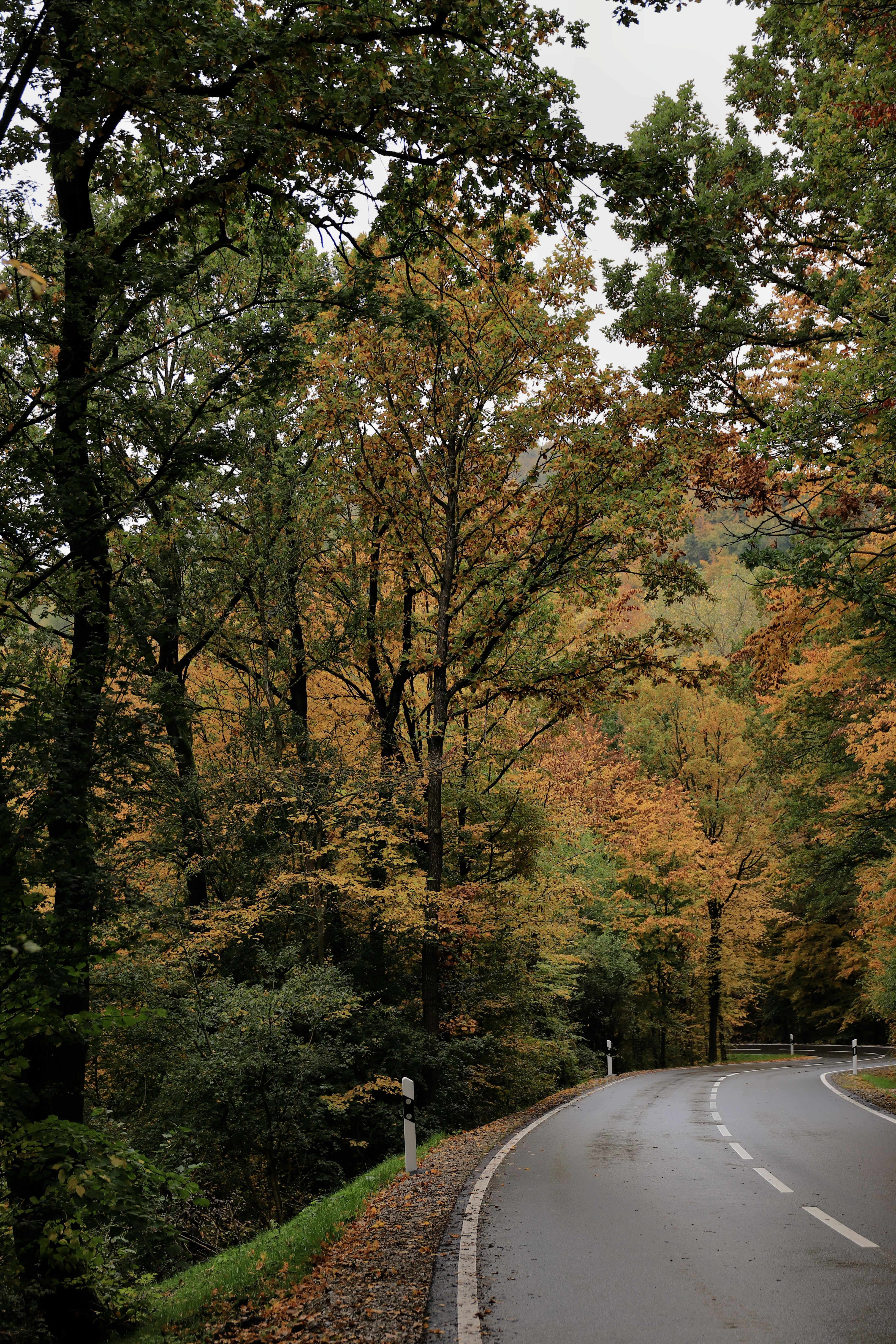 Serene Autumn Road Through a Vibrant Forest · Free Stock Photo