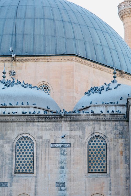 Free Elegant pigeons gather atop the domed architecture of an ancient mosque in Istanbul, Turkey. Stock Photo