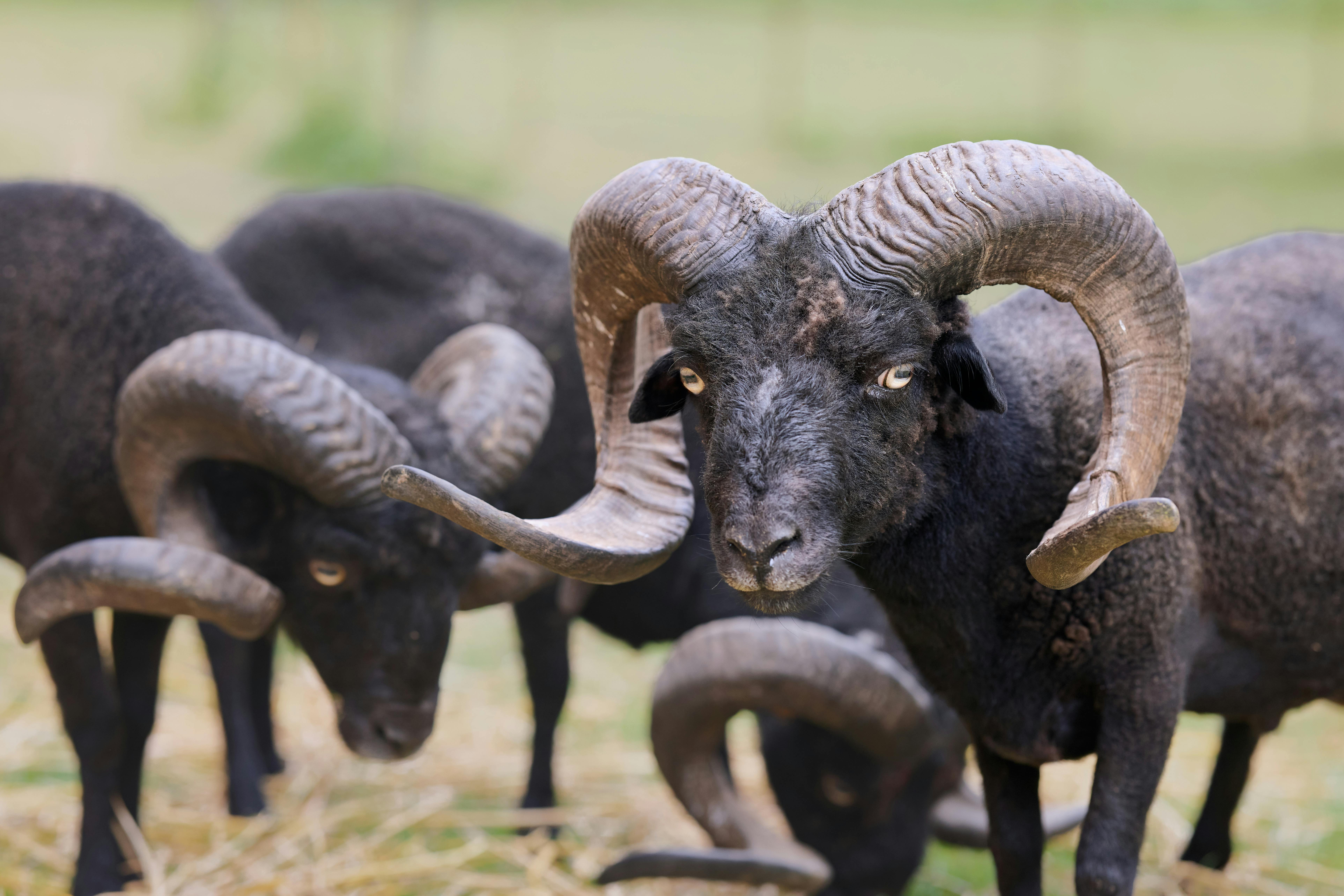 How the AI RAM shortage could impact consumer tech companies — Photo by Erwin Bosman on Pexels