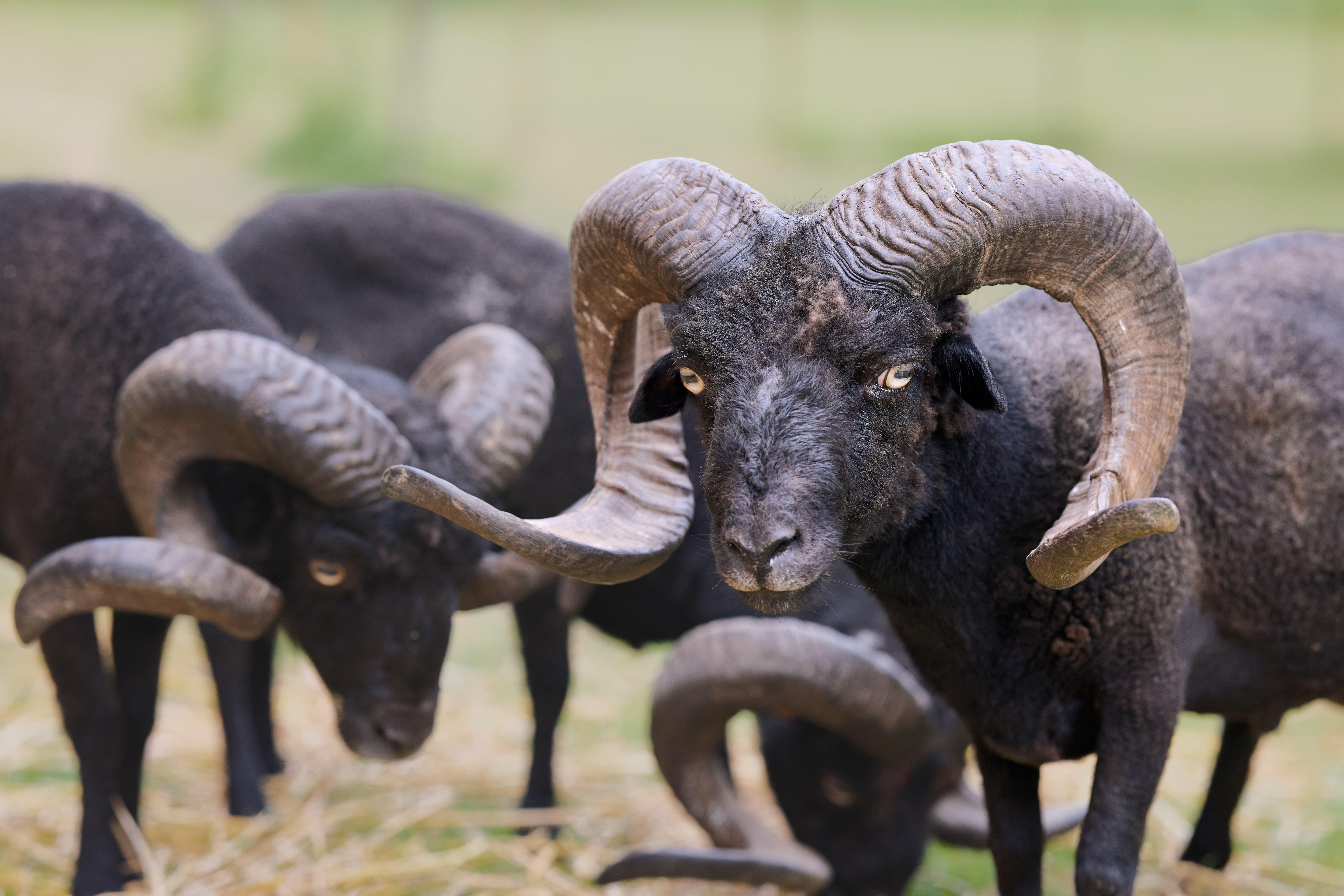 Close-up Portrait of Ouessant Rams in the Pasture · Free Stock Photo