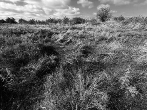 Free A serene black and white landscape of a windswept grassland under a soft cloudy sky. Stock Photo