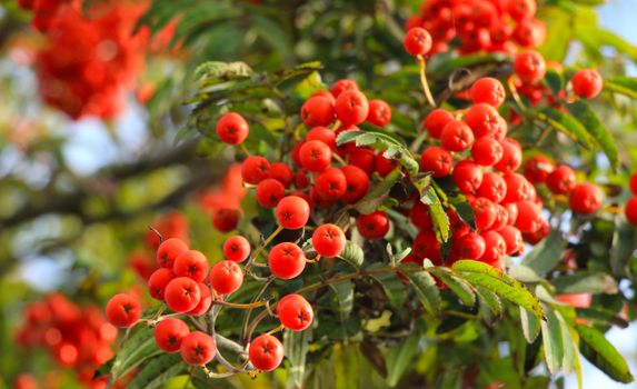 Close-up of red rowan berries with green leaves in natural sunlight.