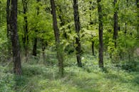 Lush Green Forest in Córdoba, Argentina