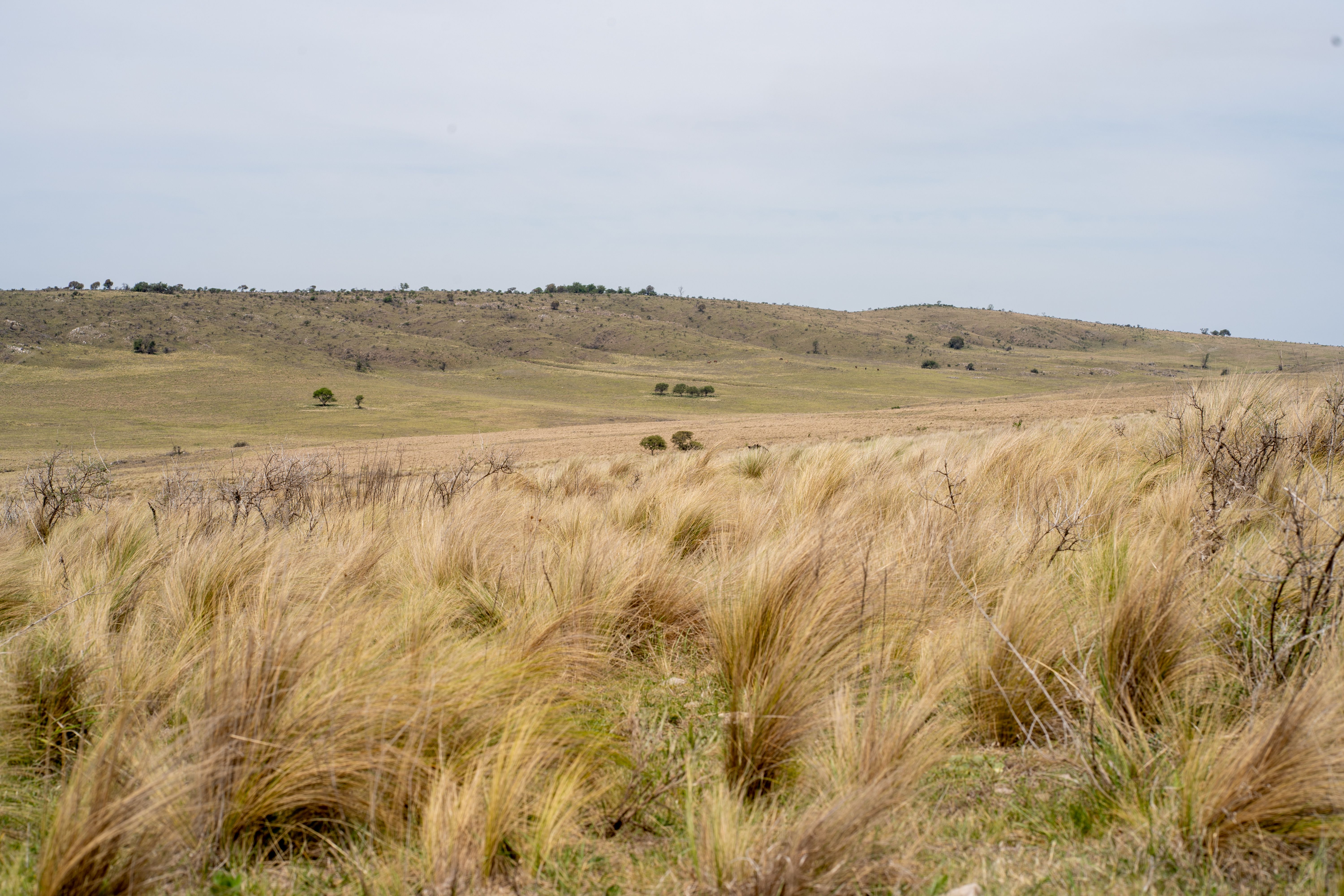Landmarks in The Pampas