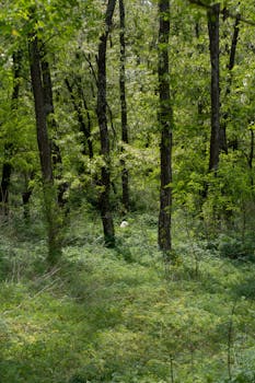 Scenic view of lush forest greenery in Córdoba, Argentina, showcasing vibrant tree foliage.