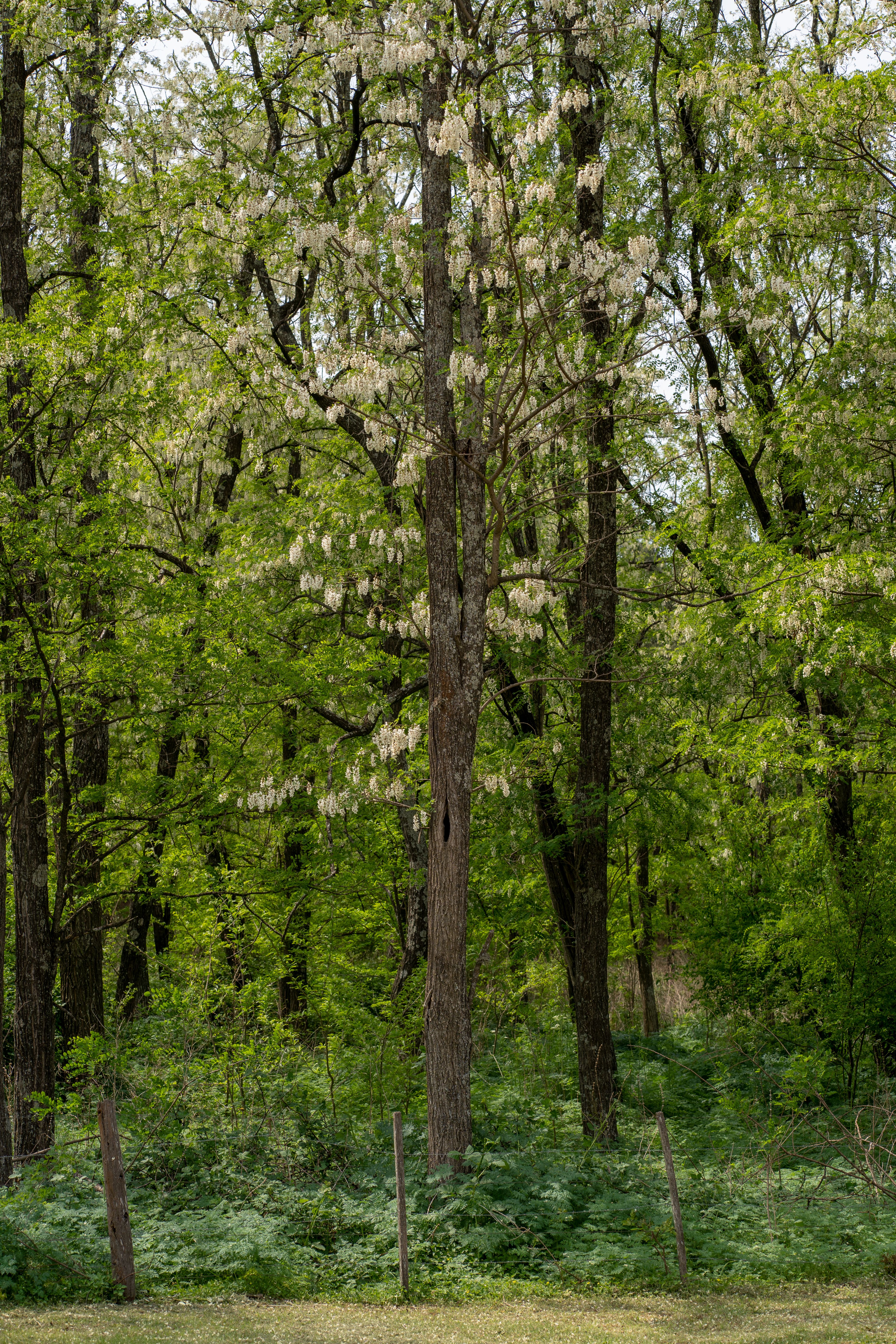 Fotomural Hermoso y exuberante bosque verde con árboles en flor en Córdoba, Argentina.