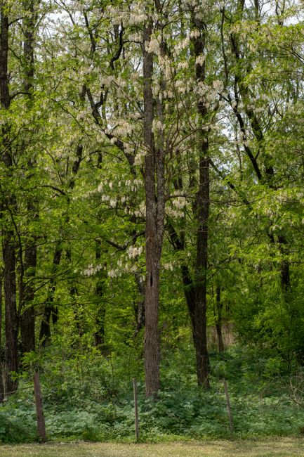 Fotomural Hermoso y exuberante bosque verde con árboles en flor en Córdoba, Argentina.