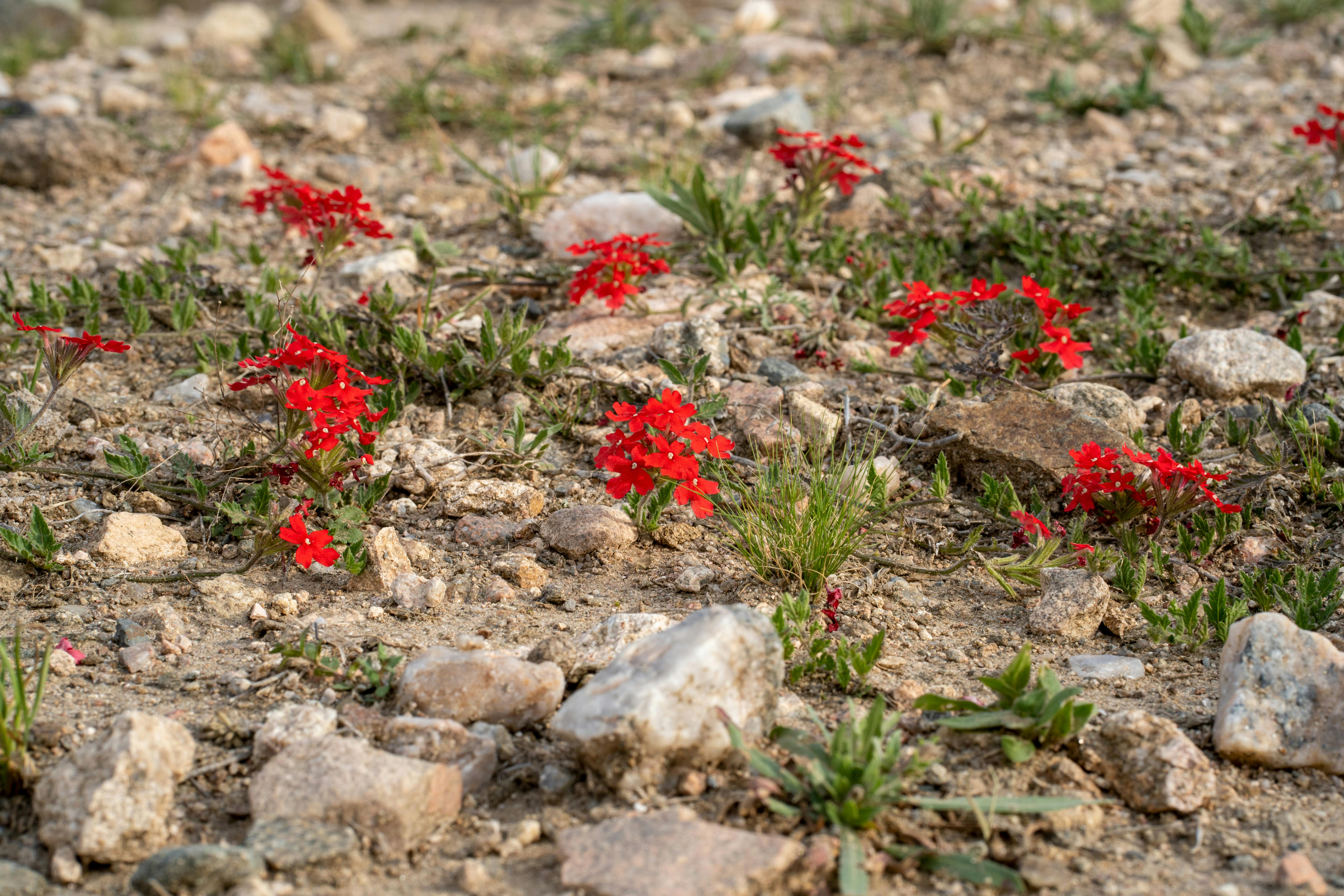 Top Mindset Shifts for Rapid Growth and How to Set SMART Goals