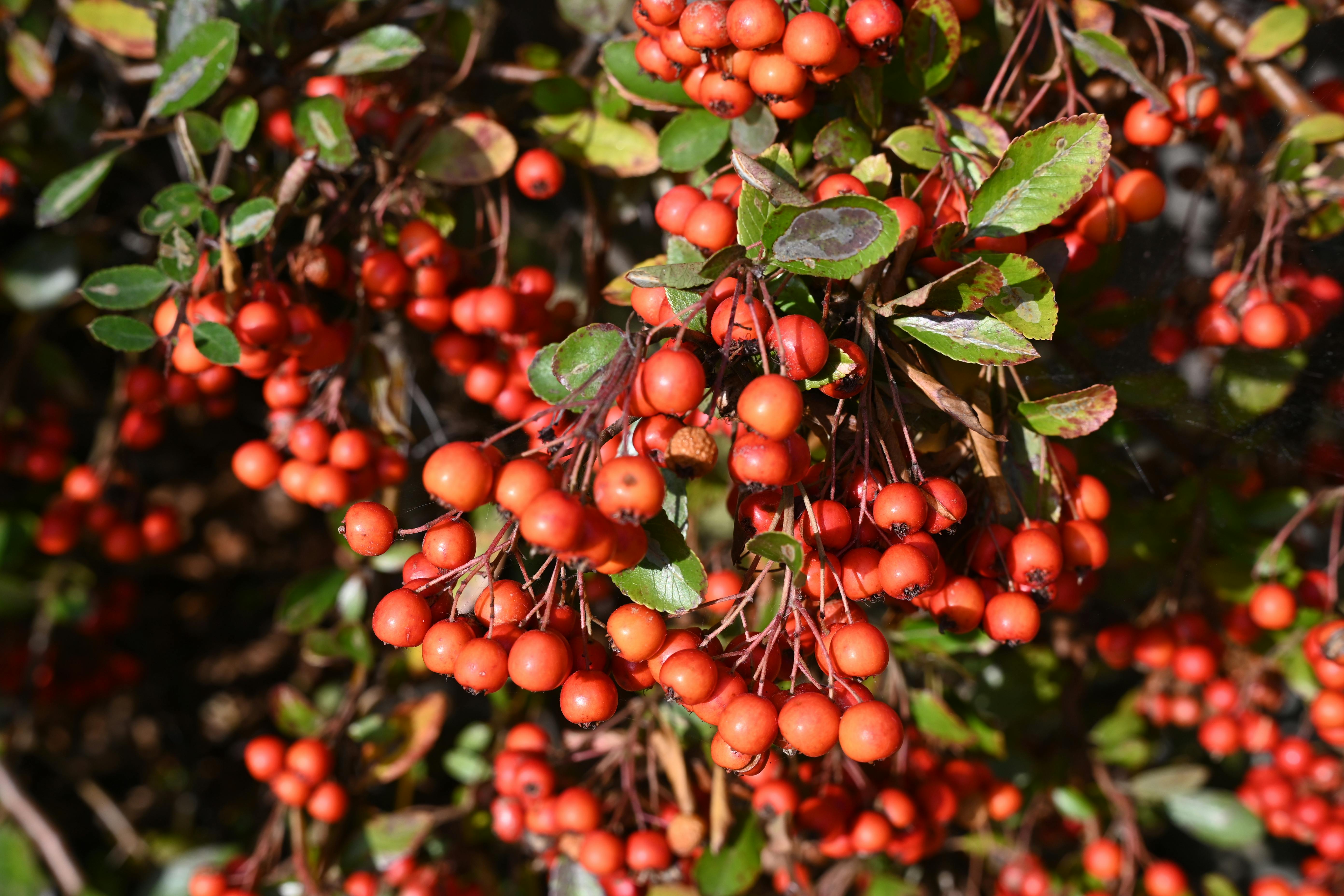 高雄國際食品展盛大開幕 無糖果醋系列成展會焦點