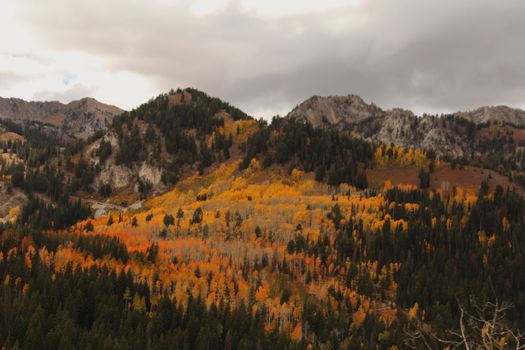 Captivating fall landscape of colorful aspen trees in Salt Lake City, Utah.
