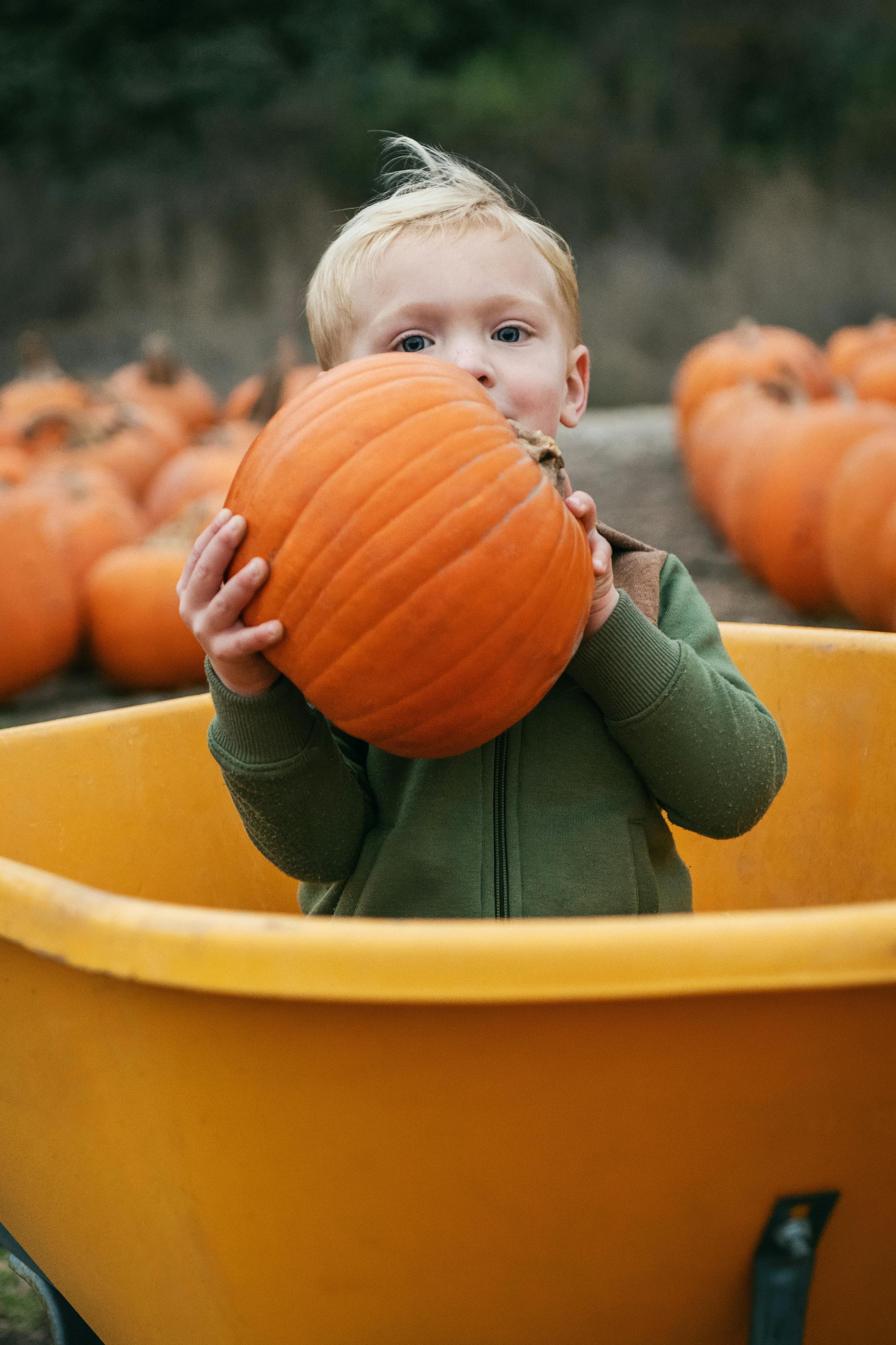 A young boy holding a pumpkin at a pumpkin patch in Santa Maria, California.