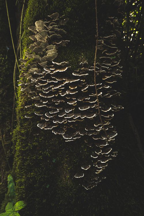 Free Close-up of mushrooms growing on a moss-covered tree in a dark forest. Stock Photo