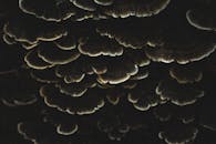 Macro Shot of Dark Exotic Fungi Clusters