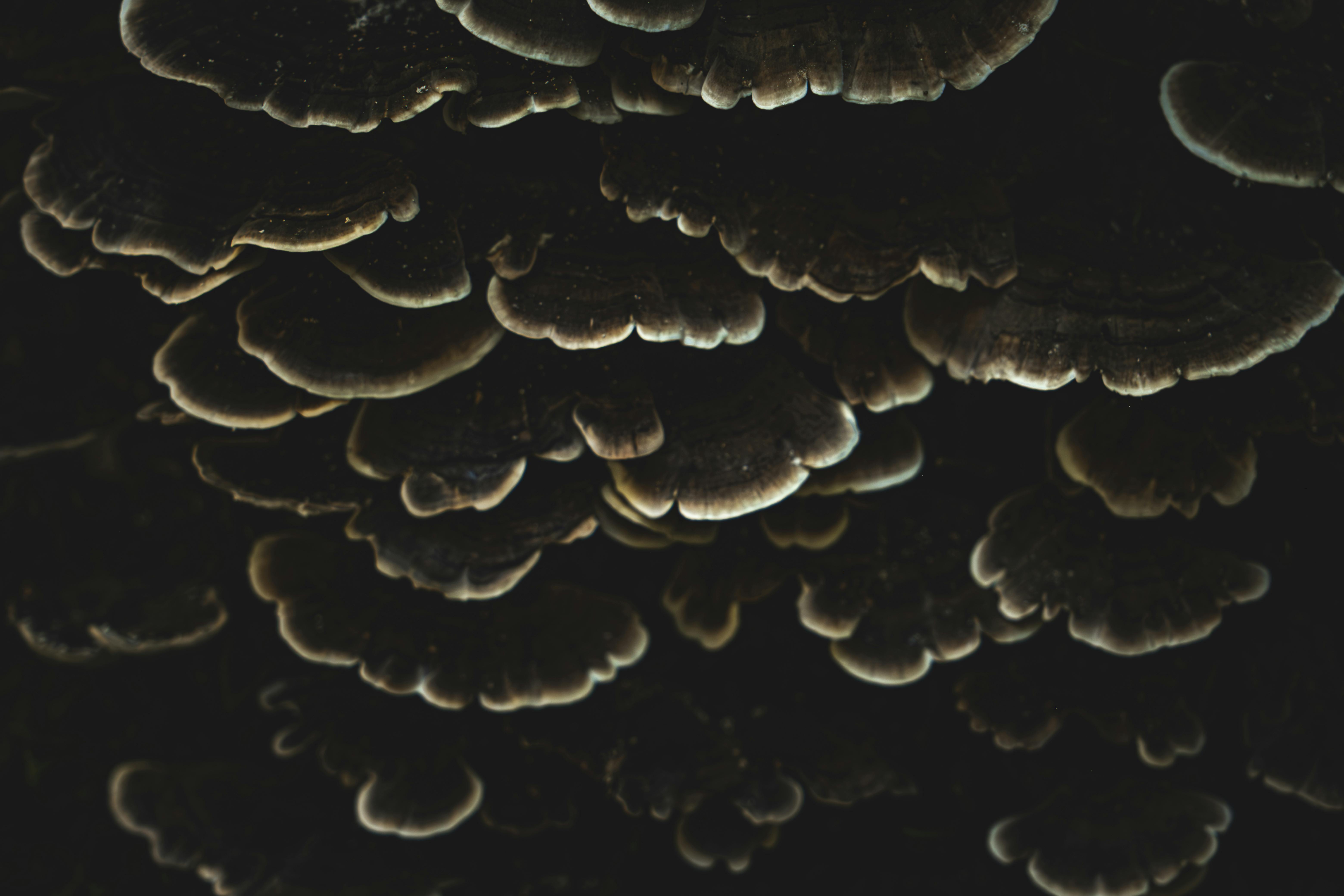 Macro Shot of Dark Exotic Fungi Clusters