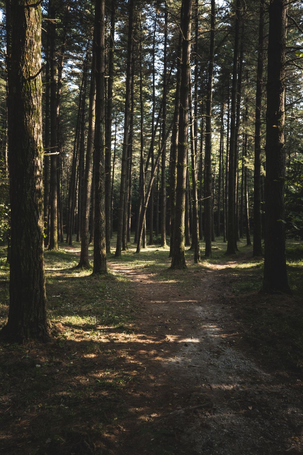 Sunlit Path through a Tall Pine Forest · Free Stock Photo