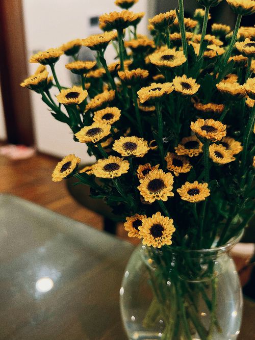 Free Close-up of yellow chrysanthemums in a clear vase on a table indoors. Stock Photo