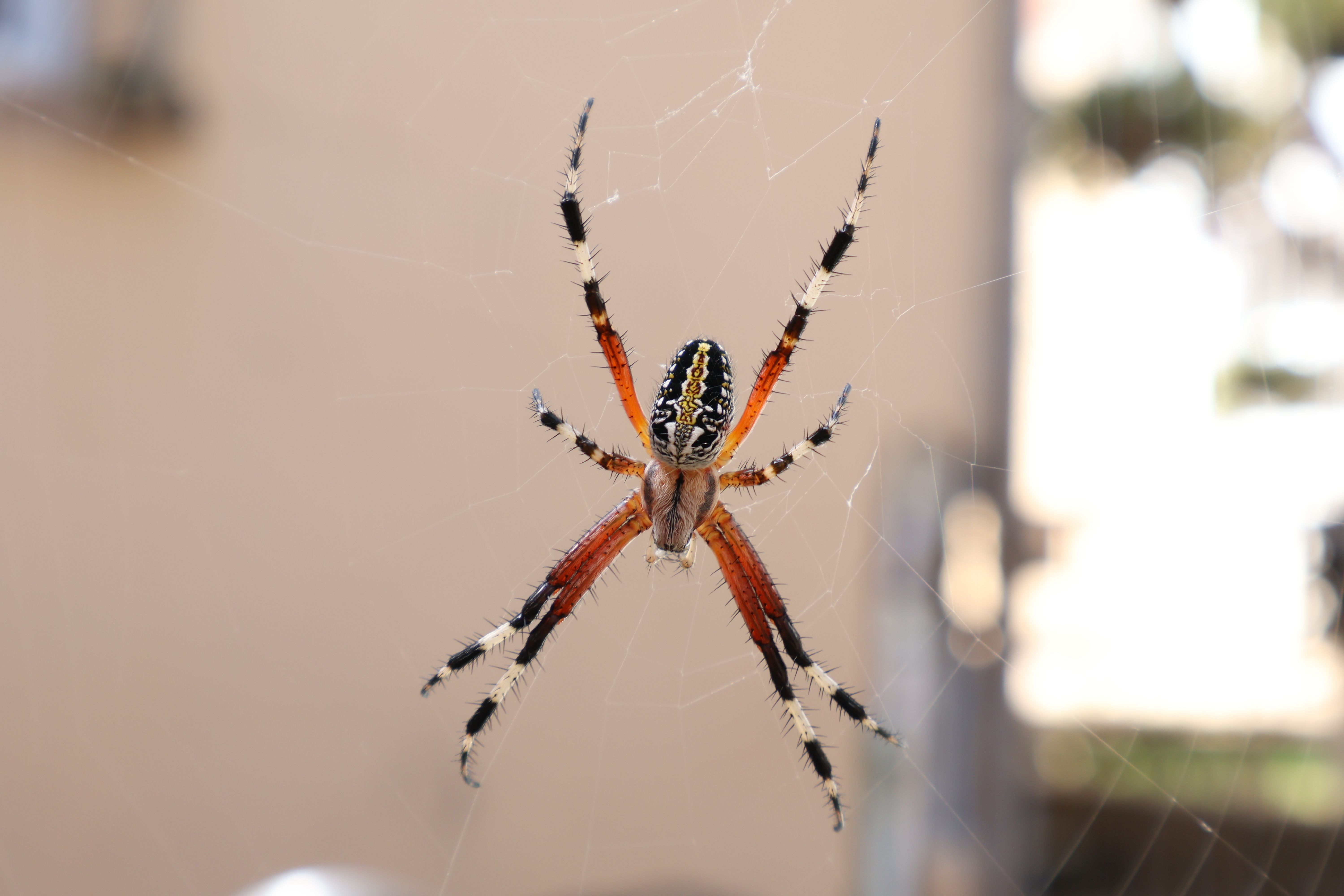 Close-up of an Orb Weaver Spider on Web · Free Stock Photo