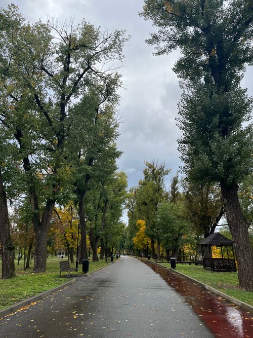 Free A tranquil park pathway lined with tall trees showing autumn colors, creating a calm atmosphere. Stock Photo
