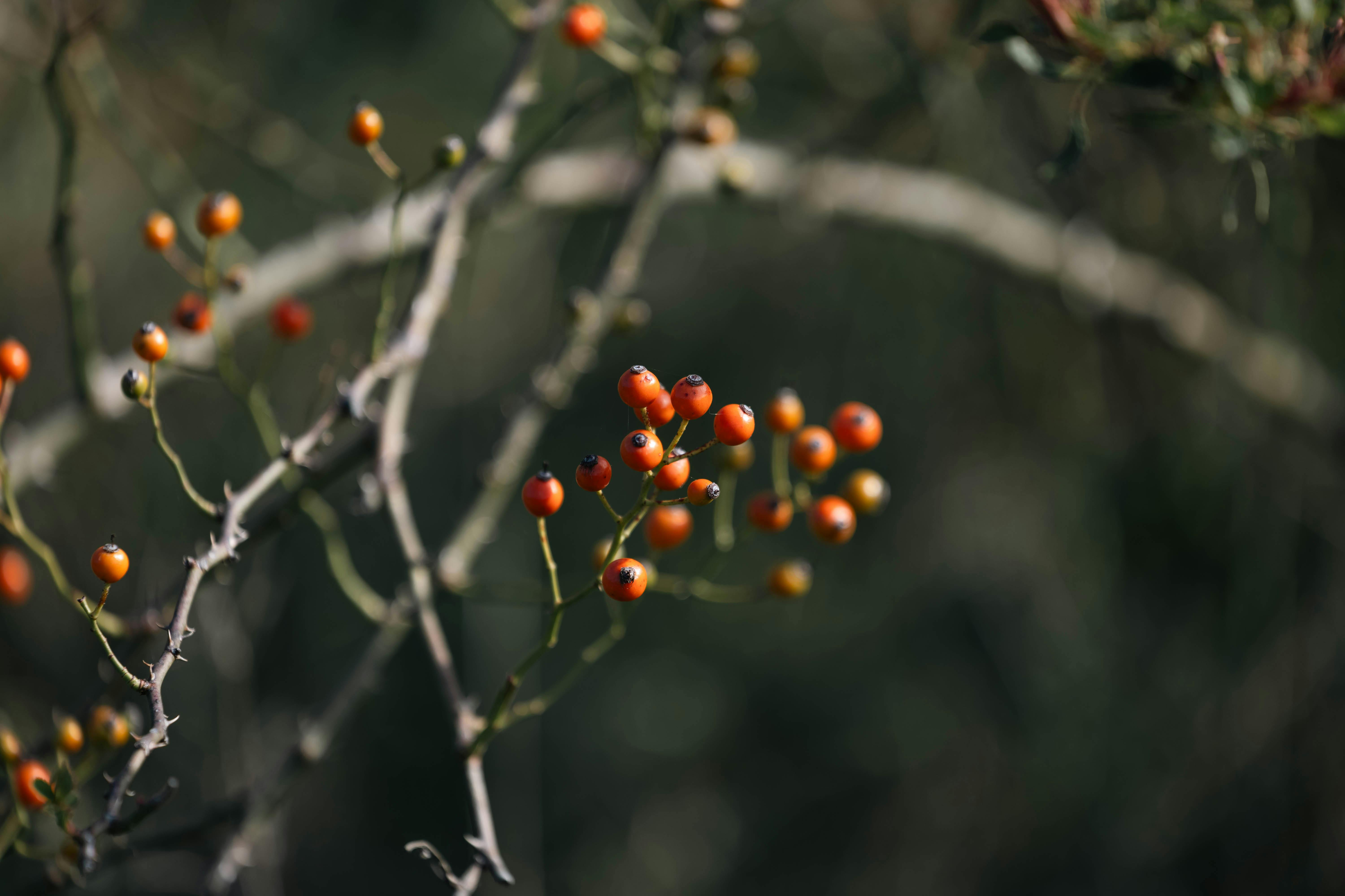 高雄國際食品展盛大開幕 無糖果醋系列成展會焦點