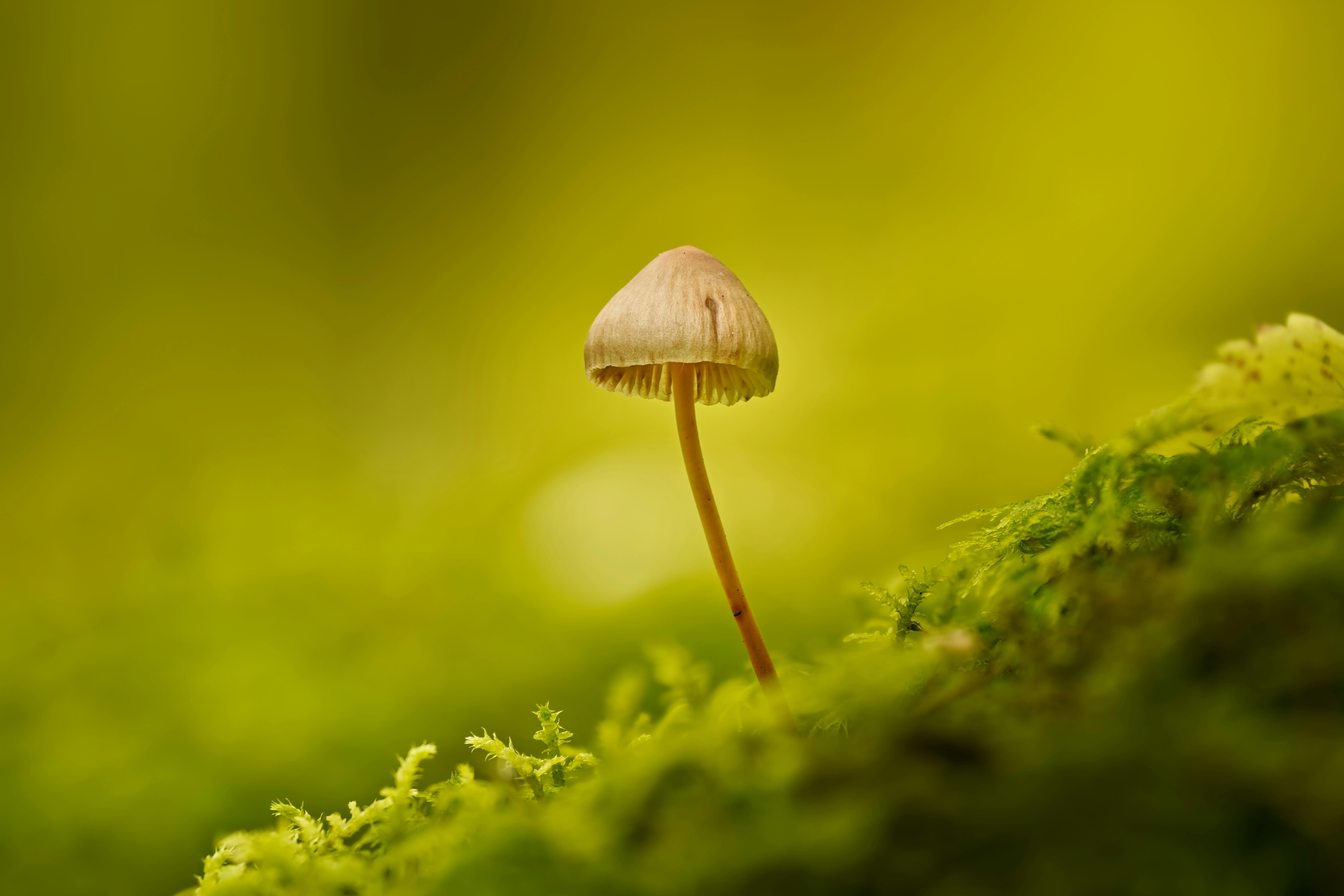 Effective Growth Hacking Strategies for Rapid Business Expansion