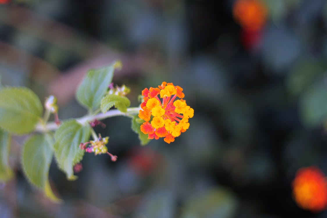 無料 オレンジと黄色の花びらの花のセレクティブフォーカス写真 写真素材