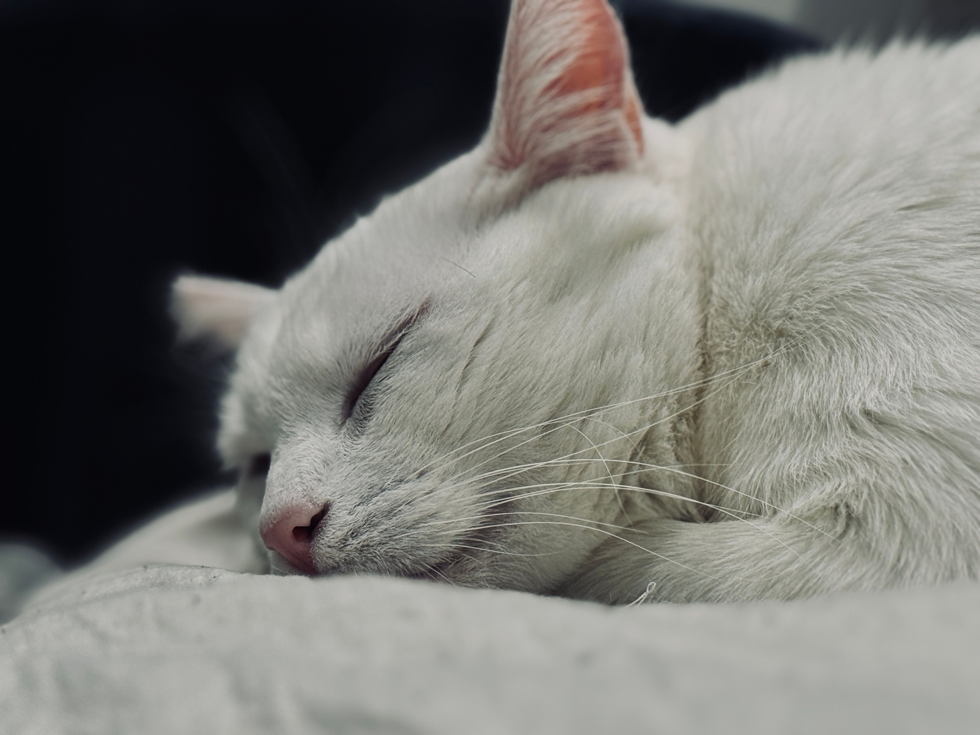 Close-up of a calm white cat sleeping soundly on a soft surface indoors.