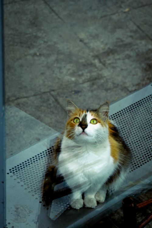 Free Cute calico cat curiously looking up through a glass window on a metal bench outdoors. Stock Photo