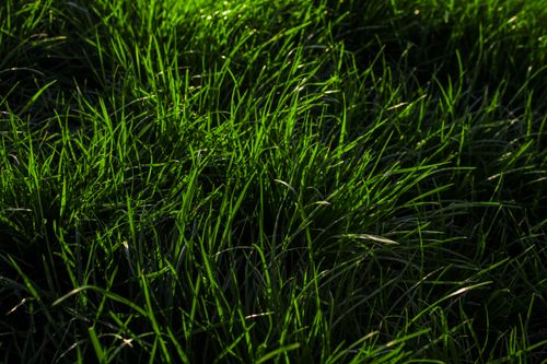 Free Vibrant green grass illuminated by sunlight, creating a vivid natural scene. Stock Photo