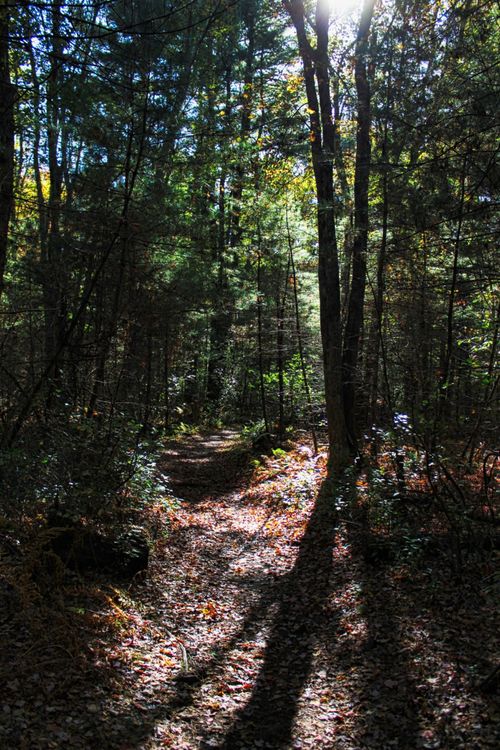 Free Discover a tranquil forest path in Sherborn, MA, bathed in dappled sunlight. Stock Photo