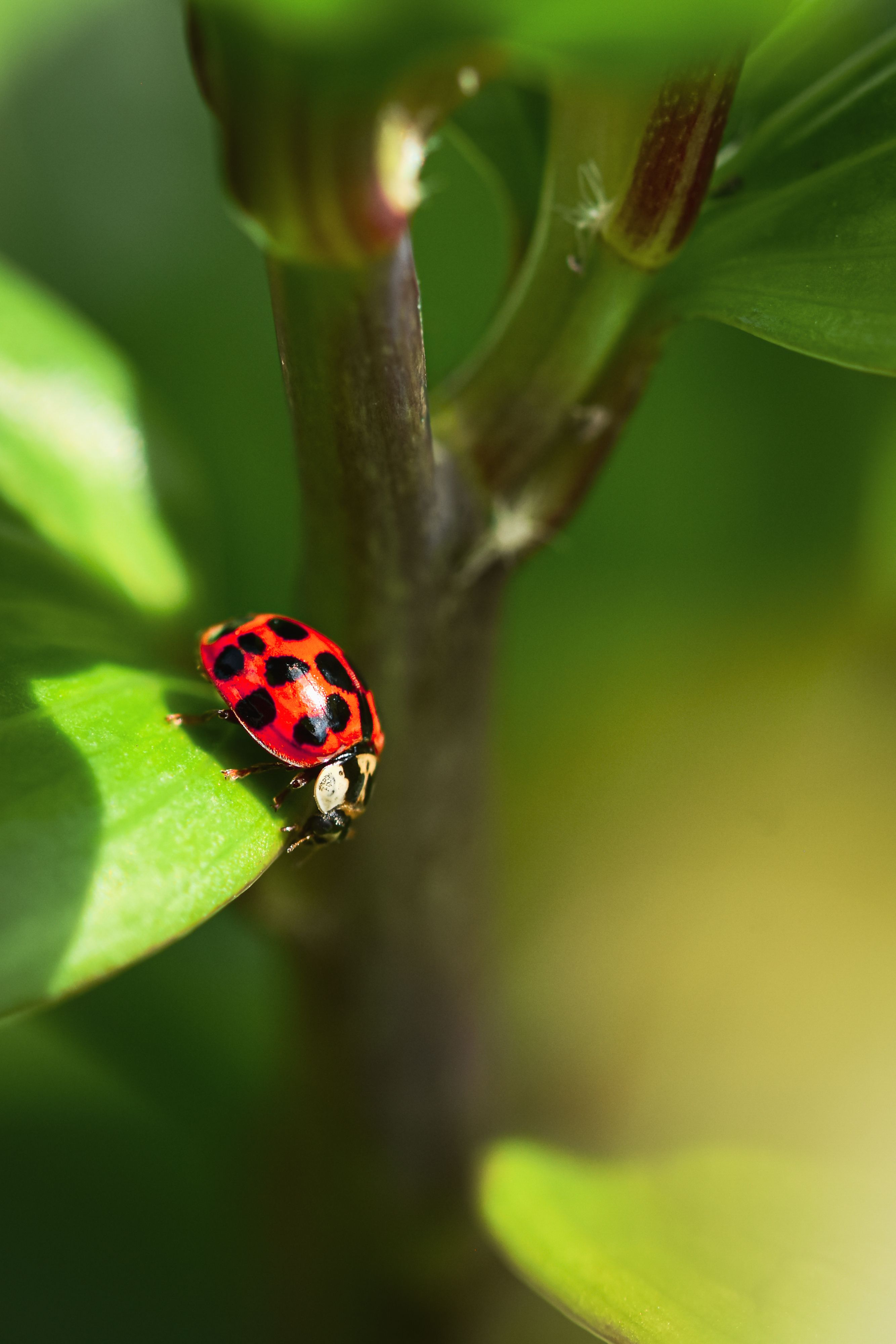 Close-up of a Ladybird on Green Leaf in Spring · Free Stock Photo