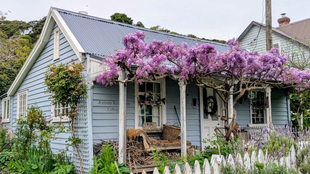 A picturesque blue cottage surrounded by blooming wisteria, located in the scenic town of Akaroa, New Zealand.