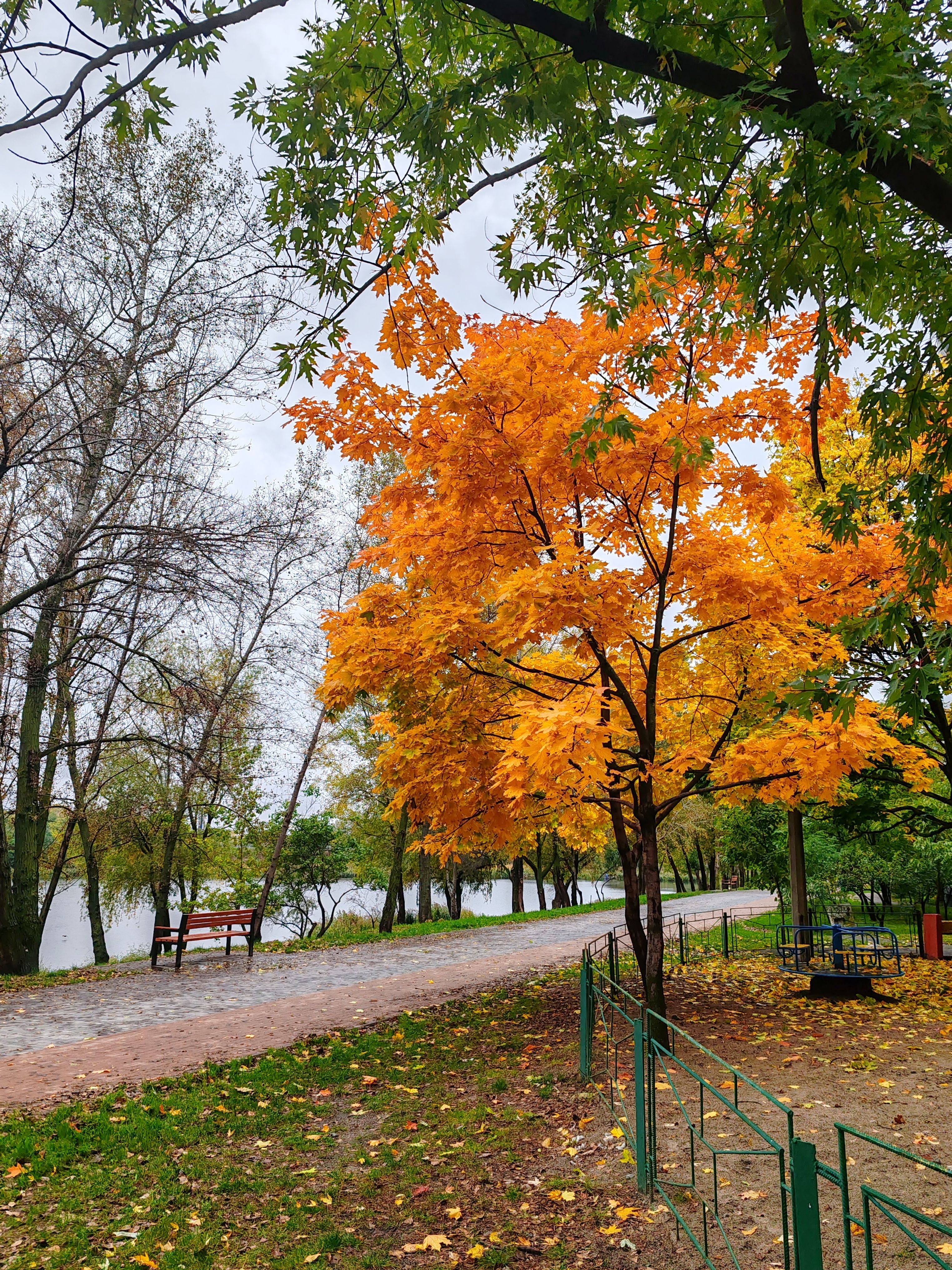 Vibrant Autumn Park with Orange Maple Trees · Free Stock Photo