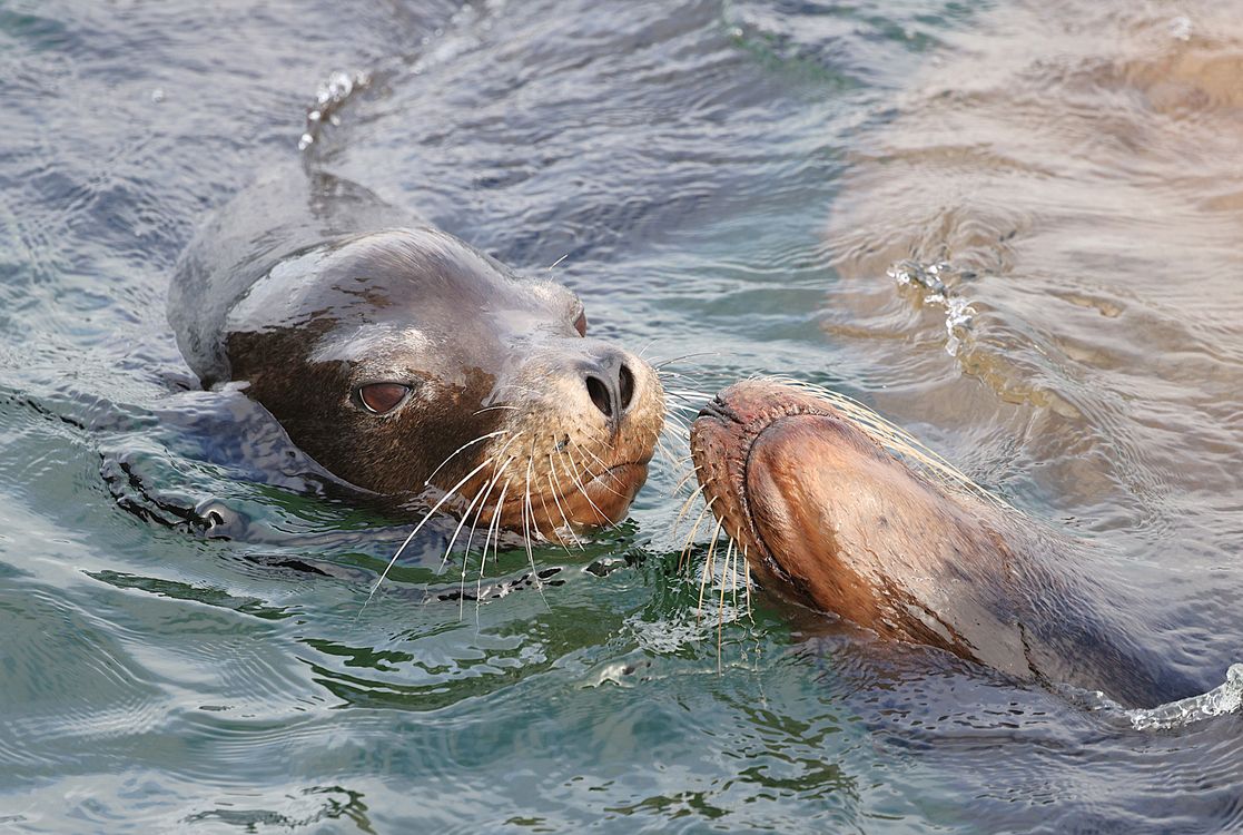 Free Two sea lions engage playfully in the waters of Astoria, Oregon, showcasing their social behavior. Stock Photo
